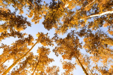 gökyüzü sonbahar arka planı sarı huş ağacı yaprakları