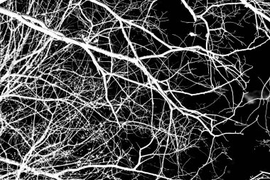 ağaç dalları siluet siyah arka plan üzerine beyaz