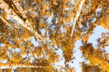 gökyüzü sonbahar arka planı sarı huş ağacı yaprakları
