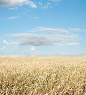 Buğday tarlası ve bulutlu mavi gökyüzü