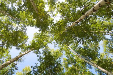 orman manzaralı aşağıdan gökyüzüne huş ağacı