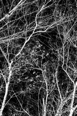 ağaç dalları siluet siyah arka plan üzerine beyaz