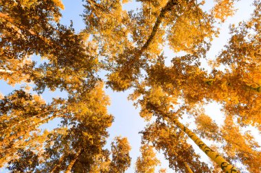 gökyüzü sonbahar arka planı sarı huş ağacı yaprakları