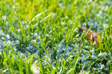 yeşil çim kar arka plan bokeh bulanık