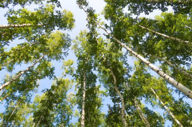 orman manzaralı aşağıdan gökyüzüne huş ağacı
