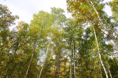 huş ağacı orman manzaralı gökyüzüne Sonbahar Doğa