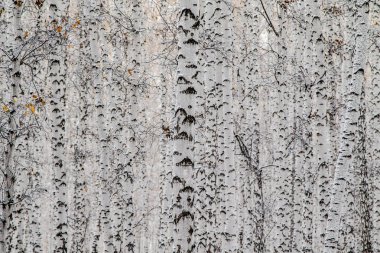 İlk kar huş ağacı orman manzara kış