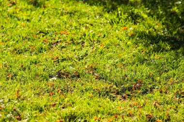 yeşil çim arka plan odak merkezi
