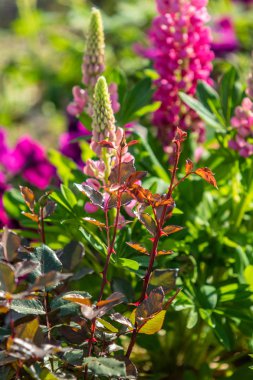 Lupinus çiçek yeşil yeşillik doğa ile parlak