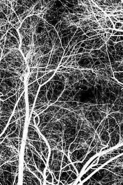 ağaç dalları siluet siyah arka plan üzerine beyaz