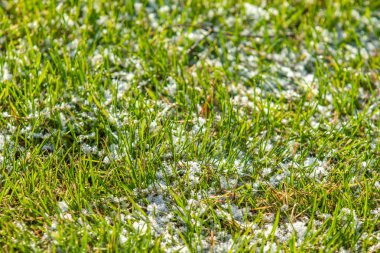 yeşil çim kar arka plan bokeh bulanık