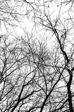 Beyaz arkaplanda ağaç dalları silueti
