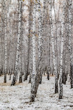 İlk kar huş ağacı orman manzara kış