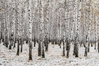 İlk kar huş ağacı orman manzara kış