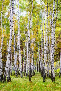 Sarı huş ağacı orman, geç sonbahar doğa manzara