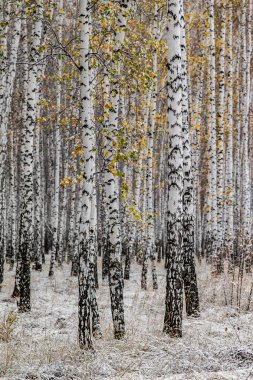 İlk kar huş ağacı orman manzara kış