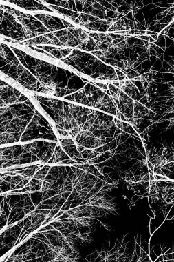 ağaç dalları siluet siyah arka plan üzerine beyaz