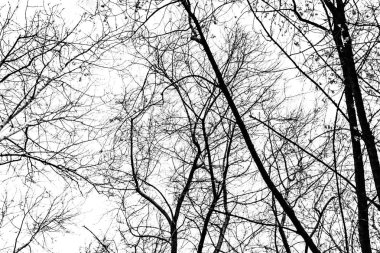 Beyaz arkaplanda ağaç dalları silueti