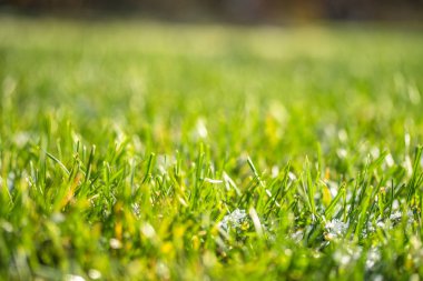 yeşil çim kar arka plan bokeh bulanık