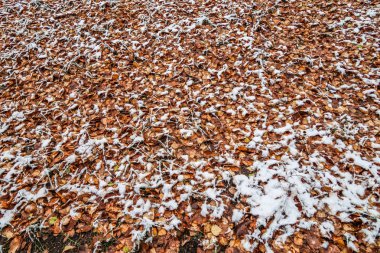 Sonbahar, karda çimen bırakır.