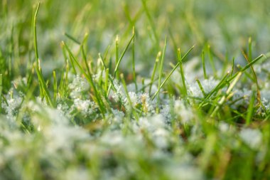 yeşil çim kar arka plan bokeh bulanık