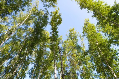 orman manzaralı aşağıdan gökyüzüne huş ağacı