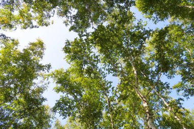 orman manzaralı aşağıdan gökyüzüne huş ağacı