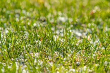 yeşil çim kar arka plan bokeh bulanık