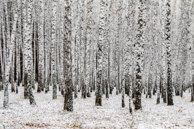 İlk kar huş ağacı orman manzara kış