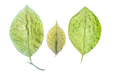 Beyaz arkaplanda yeşil yaprak