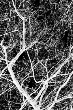 ağaç dalları siluet siyah arka plan üzerine beyaz