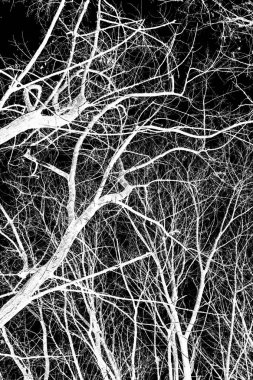ağaç dalları siluet siyah arka plan üzerine beyaz