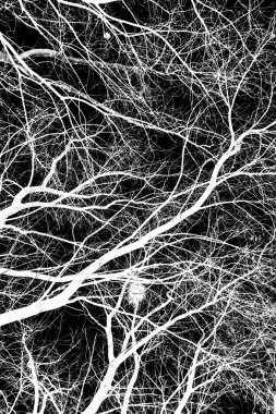 ağaç dalları siluet siyah arka plan üzerine beyaz