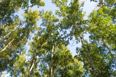 orman manzaralı aşağıdan gökyüzüne huş ağacı