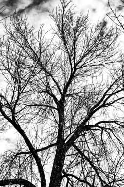 Beyaz arkaplanda ağaç dalları silueti