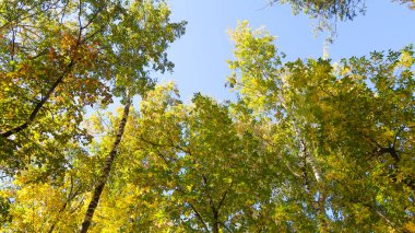 ağaç görünümünü aşağıdan gökyüzüne sonbahar manzara bırakır