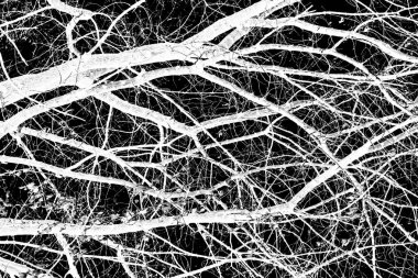 ağaç dalları siluet siyah arka plan üzerine beyaz