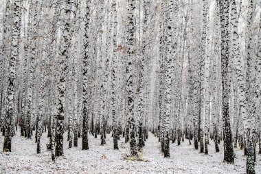 İlk kar huş ağacı orman manzara kış