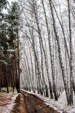 İlk kar huş ağacı orman manzara kış