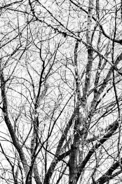 Beyaz arkaplanda ağaç dalları silueti