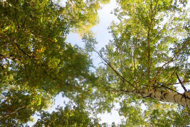 huş ağacı orman manzaralı gökyüzüne Sonbahar Doğa