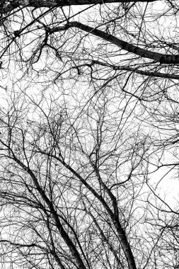 Beyaz arkaplanda ağaç dalları silueti