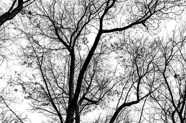 Beyaz arkaplanda ağaç dalları silueti