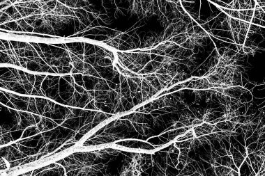 ağaç dalları siluet siyah arka plan üzerine beyaz