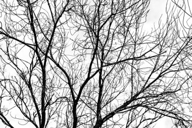 Beyaz arkaplanda ağaç dalları silueti