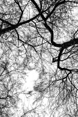 Beyaz arkaplanda ağaç dalları silueti