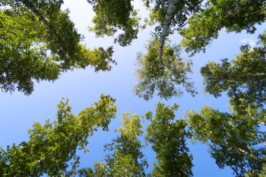 orman manzaralı aşağıdan gökyüzüne huş ağacı