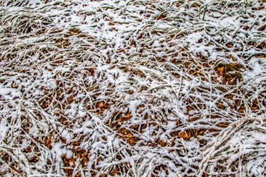Sonbahar, karda çimen bırakır.