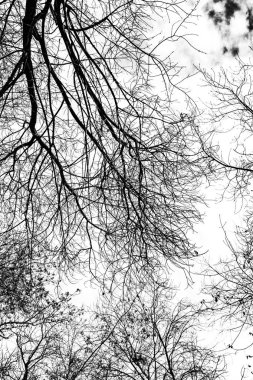 Beyaz arkaplanda ağaç dalları silueti