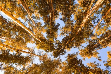 gökyüzü sonbahar arka planı sarı huş ağacı yaprakları